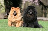 CHOW CHOW 614